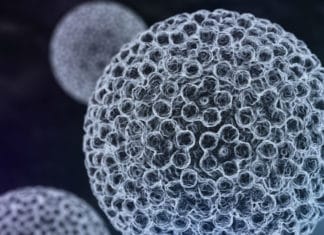 Гистологическое исследование папилломы Вирус паппиломы человека